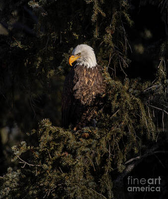 Steven Krull Royalty-Free and Rights-Managed Images - Bald Eagle in the Pines by Steven Krull
