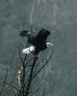 Recently Sold - Roses Royalty Free Images - Bald Eagle in the Rain Royalty-Free Image by Jeff Rose