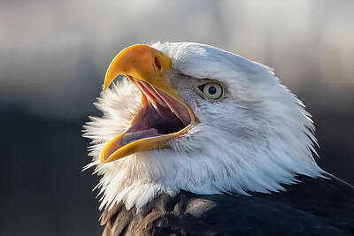 Photo Rights Managed Images - Bald eagle  Royalty-Free Image by Mango Art