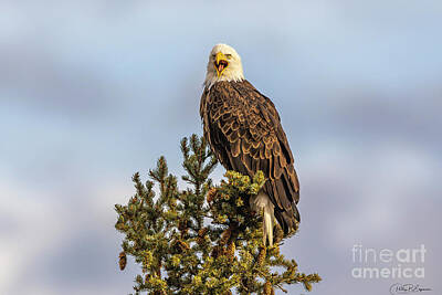 Poolside Paradise Rights Managed Images - Bald Eagle perched and Screaming at Sunset in Grand Teton National Park Wyoming Royalty-Free Image by Phillip Espinasse