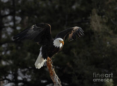 Steven Krull Royalty-Free and Rights-Managed Images - Bald Eagle Preparing for Launch by Steven Krull