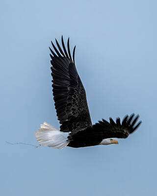 Animals Royalty Free Images - Bald Eagle Searching Royalty-Free Image by David Demarest