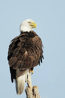 Lori A Cash Royalty-Free and Rights-Managed Images - Bald Eagle Sitting by Lori A Cash