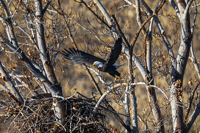 Royalty-Free and Rights-Managed Images - Bald eagle takes off from its nest by Jeff Swan