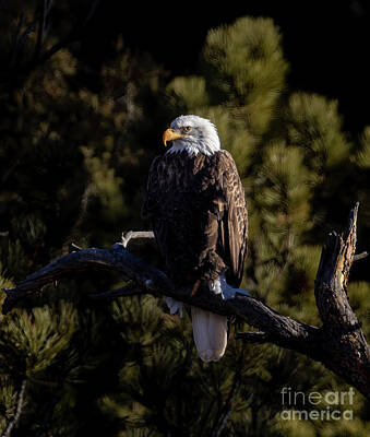 Steven Krull Royalty-Free and Rights-Managed Images - Bald Eagles at Eleven Mile Canyon by Steven Krull