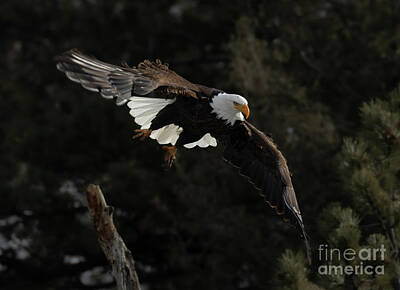 Steven Krull Royalty-Free and Rights-Managed Images - Bald Eagles on the Hunt by Steven Krull