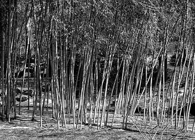 Beastie Boys - Bamboo Grove in Winter by Fon Denton