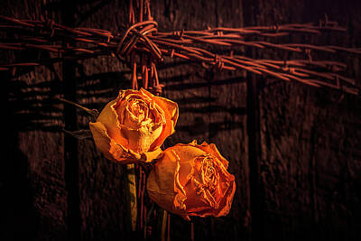 Recently Sold - Roses Photo Royalty Free Images - Barbwire And Roses 3 Royalty-Free Image by Jim Love