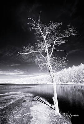 Dan Beauvais Royalty-Free and Rights-Managed Images - Bare Tree at Lake Laura #3002 by Dan Beauvais