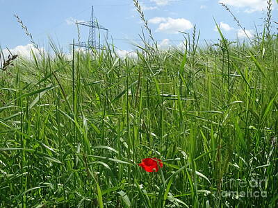 Beach House Shell Fish - Barley field with poppy blossom and power pole by Pis Ces