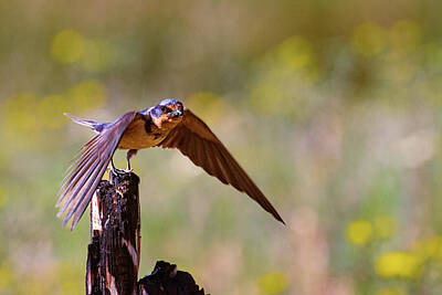 Landmarks Photos - Barn Swallow Lift Off by Mike Lee