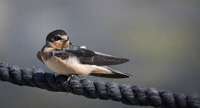 Lights Camera Action Royalty Free Images - Barn Swallow on Rope II Royalty-Free Image by Patti Deters