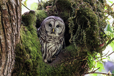 Birds Royalty Free Images - Barred Owl In Its Nest Royalty-Free Image by Wes and Dotty Weber