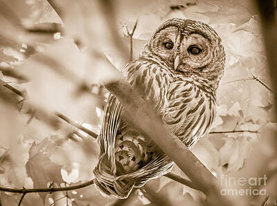 Man Cave - Barred Owl in Sepia by Alana Ranney