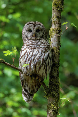 Birds Royalty Free Images - Barred Owl On Its Perch Royalty-Free Image by Wes and Dotty Weber