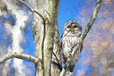 Modern Sophistication Minimalist Abstract - Barred Owl Portrait by Francis Sullivan