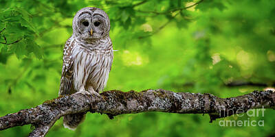 Maps Rights Managed Images - Barred Owl sitting on branch Royalty-Free Image by Todd Bielby