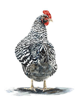 Western Buffalo Royalty Free Images - Barred Rock Hen Daisy Open Edition Fine Art Print Royalty-Free Image by Jessica Matthews