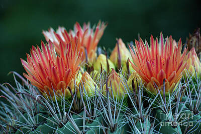 Food And Beverage Signs Royalty Free Images - Barrel Cactus Flowers Royalty-Free Image by Billy Bateman