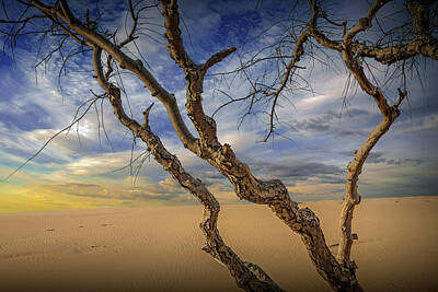 Randall Nyhof Royalty-Free and Rights-Managed Images - Barren Trees on Sleeping Bear Dunes National Lakeshore Park by Randall Nyhof
