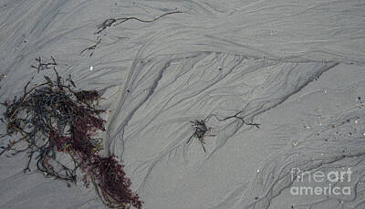 Landscapes Kadek Susanto Royalty Free Images - Beach Bits of Seaweed Royalty-Free Image by Alana Ranney