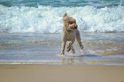 Starchips Poststamps - Beach Dog Frolic by Gaby Ethington