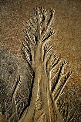 Beach Days - Beach Trees by Kristine Patti Fine Art Photography