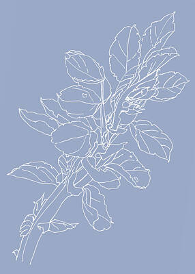 Floral Drawings Rights Managed Images - 0061-Beans Coming Blue Royalty-Free Image by Anke Classen