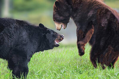 Door Locks And Handles Rights Managed Images - Bear Brawl Royalty-Free Image by Doug LaRue