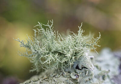 Garden Fruits - Beard Lichens by Iris Richardson