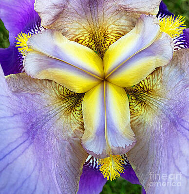 Whimsical Animal Illustrations - Purple Bearded Iris in Macro by Mike Nellums