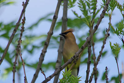 Birds Royalty-Free and Rights-Managed Images - Beautiful Cedar wax wing  by Jeff Swan
