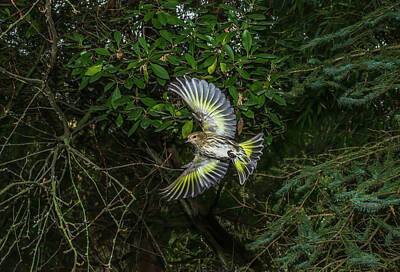 Target Eclectic Global - Beautiful Flying Siskin by Marv Vandehey