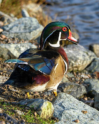 Laundry Room Signs - Beautiful male wood duck by Judit Dombovari