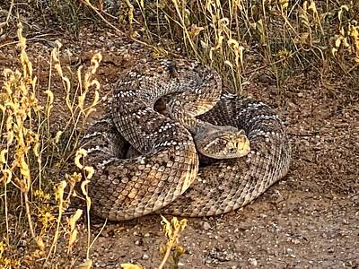 Reptiles Royalty Free Images - Beautiful Mojave Rattlesnake Royalty-Free Image by Judy Kennedy