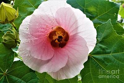 Studio Grafika Zodiac - Beautiful pink Hibiscus blossom spotted in the Secret Gardens by Pis Ces