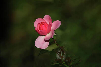 Floral Royalty-Free and Rights-Managed Images - Beautiful Pink Rose by Marlin and Laura Hum