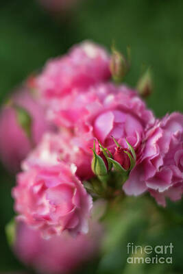 Impressionism Photos - Beautiful Roses in Pink by Mike Reid