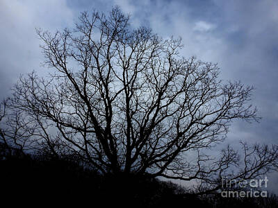 Sultry Plants - Beautiful Tree Along The Bike Path by Sheila Lee