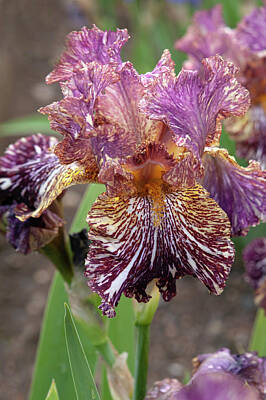 Nailia Schwarz Food Photography - Beauty Of Irises. Bewilderbeast by Jenny Rainbow