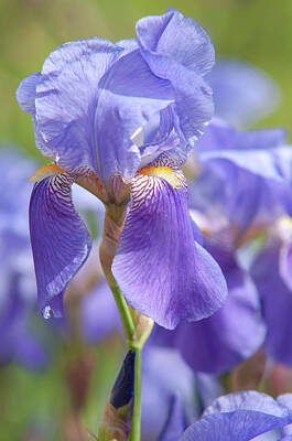 Farm House Style - Beauty Of Irises. Iris Germanica 1 by Jenny Rainbow