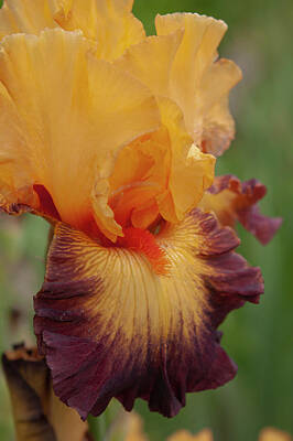 Jazz Royalty-Free and Rights-Managed Images - Beauty Of Irises. Jazz Band by Jenny Rainbow