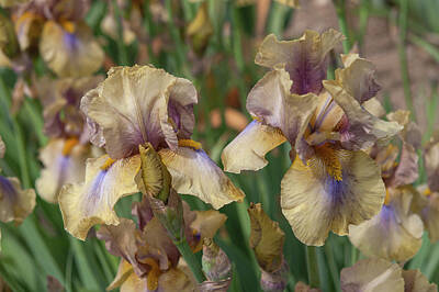 Scifi Portrait Collection - Beauty Of Irises. Mystery Time by Jenny Rainbow