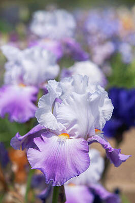 Sir Lawrence Almatadema - Beauty Of Irises. Polska Jesien 1 by Jenny Rainbow