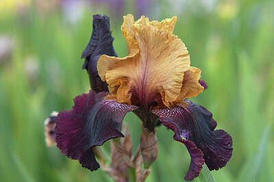 Jazz Rights Managed Images - Beauty Of Irises - Soft Jazz 1 Royalty-Free Image by Jenny Rainbow