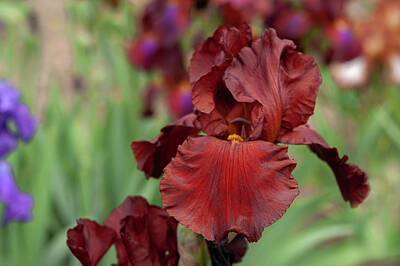 Design Turnpike Vintage Farmouse - Beauty Of Irises. Spartan by Jenny Rainbow