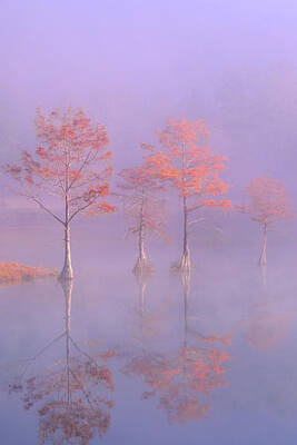 Robert Bellomy Royalty-Free and Rights-Managed Images - Beavers Bend Foggy Morning by Robert Bellomy