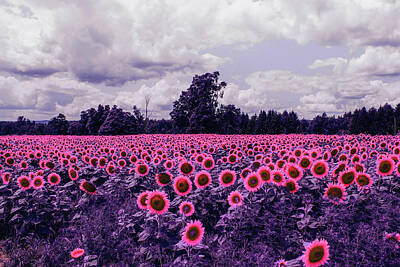 Sunflowers Digital Art - Bed of Sunflower Field - Infrared - Purple by Celestial Images