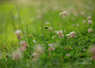 Spot Of Tea Royalty Free Images - Bee Bee Flying in a Meadow Royalty-Free Image by Diane Diederich