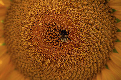 Sunflowers Photos - Bee Farmer by Kristopher Schoenleber